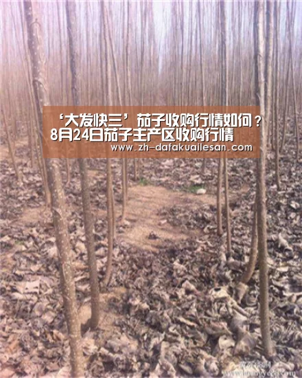 ‘大发快三’茄子收购行情如何?8月24日茄子主产区收购行情(图1) 大发快三