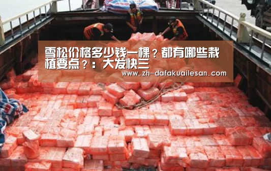 雪松价格多少钱一棵?都有哪些栽植要点?:大发快三(图2) 大发快三